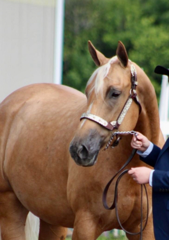 HorseID: 2302402 GC Sky Gold Chip - PhotoID: 1084599