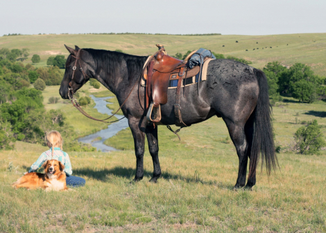 HorseID: 2302403 TT COPPER HIGH TIGER - PhotoID: 1084601