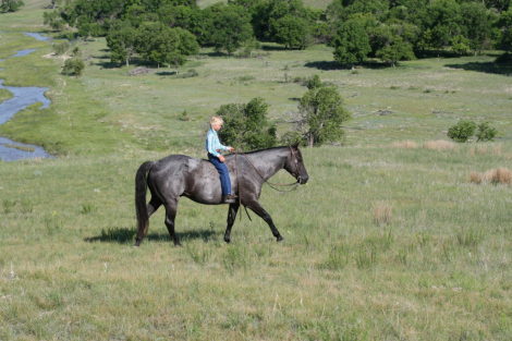 HorseID: 2302403 TT COPPER HIGH TIGER - PhotoID: 1084602