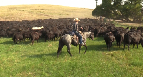 HorseID: 2302403 TT COPPER HIGH TIGER - PhotoID: 1084603