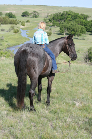 HorseID: 2302403 TT COPPER HIGH TIGER - PhotoID: 1084604