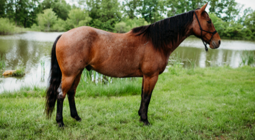 HorseID: 2302404 Roan Dog - PhotoID: 1084605