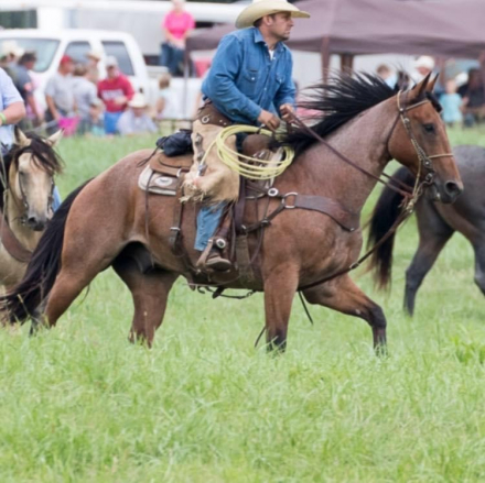 HorseID: 2302404 Roan Dog - PhotoID: 1084606