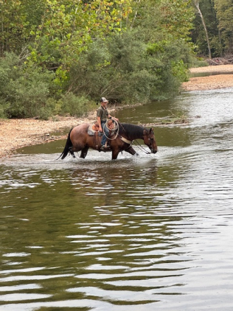HorseID: 2302404 Roan Dog - PhotoID: 1084607
