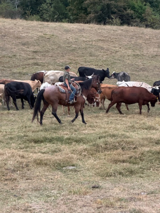 HorseID: 2302404 Roan Dog - PhotoID: 1084608