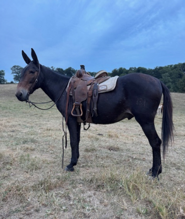 HorseID: 2302405 Bloomer - PhotoID: 1084609