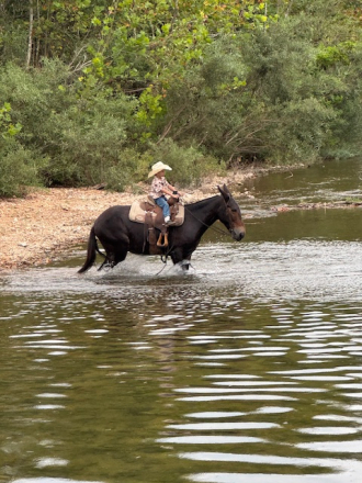 HorseID: 2302405 Bloomer - PhotoID: 1084610