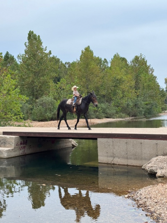 HorseID: 2302405 Bloomer - PhotoID: 1084611