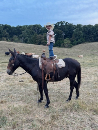 HorseID: 2302405 Bloomer - PhotoID: 1084612