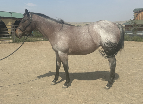 HorseID: 2302408 Wildflower Olena - PhotoID: 1084614