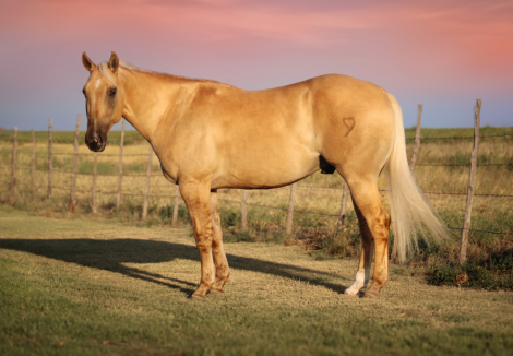 HorseID: 2302412 Garfielddriftndreams - PhotoID: 1084624