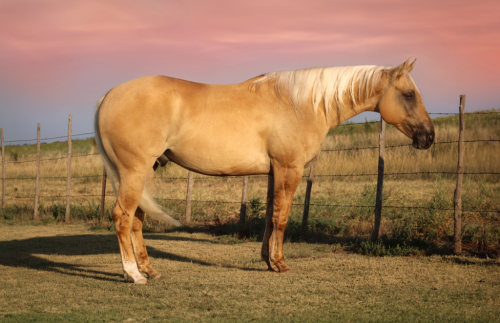 HorseID: 2302412 Garfielddriftndreams - PhotoID: 1084625