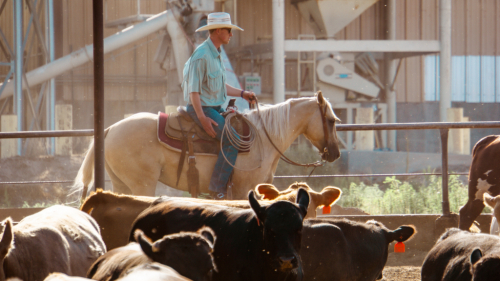 HorseID: 2302412 Garfielddriftndreams - PhotoID: 1084626