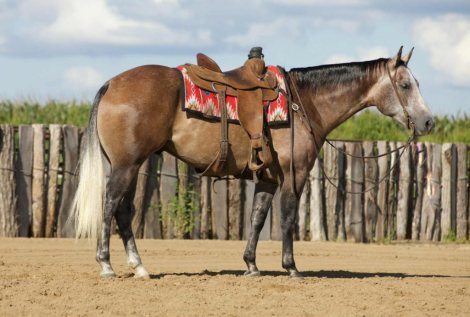 HorseID: 2302414 BUCKS BUSY CASH - PhotoID: 1084632