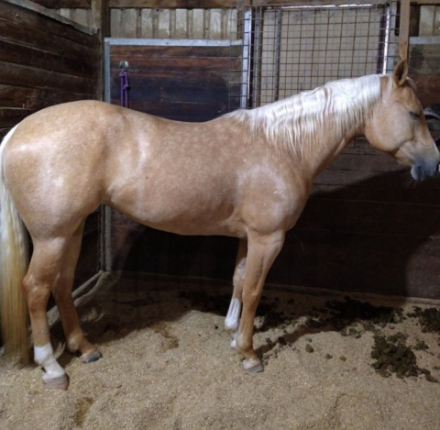 HorseID: 2302417 LC Bye Felicia - PhotoID: 1084633