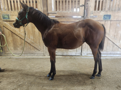 HorseID: 2302418 Classy Southern Lady - PhotoID: 1084634