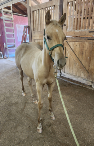 HorseID: 2302419 Docs Southern Mischief - PhotoID: 1084635