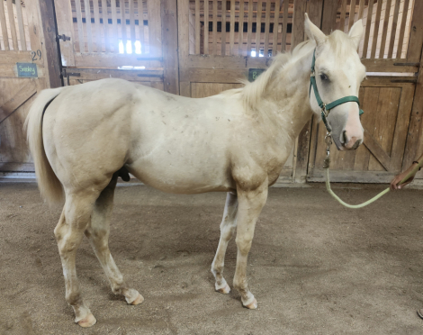 HorseID: 2302421 Bonsai - PhotoID: 1084636