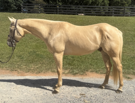 HorseID: 2302423 RCL Continental Zan - PhotoID: 1084637