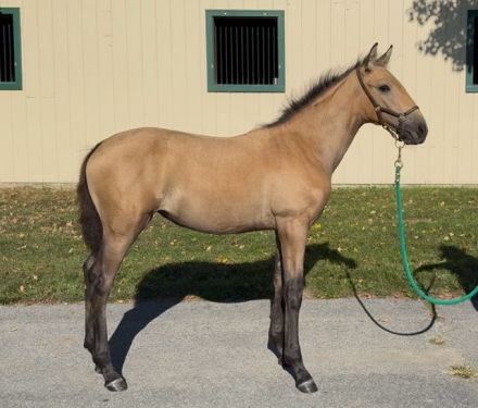 HorseID: 2302424 Viviana of Bon Accord Lusitanos - PhotoID: 1084648