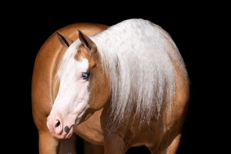 HorseID: 2302427 SS DIAZ DUNNIT - PhotoID: 1084644