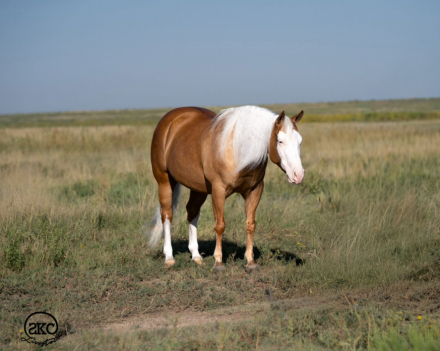 HorseID: 2302427 SS DIAZ DUNNIT - PhotoID: 1084645