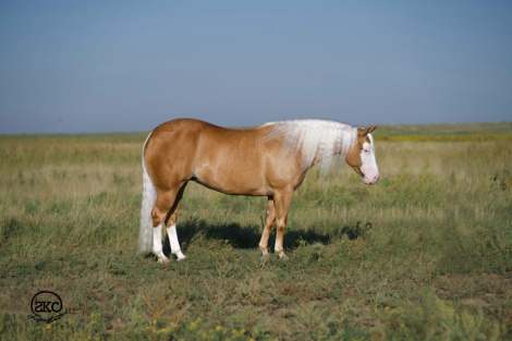 HorseID: 2302427 SS DIAZ DUNNIT - PhotoID: 1084646