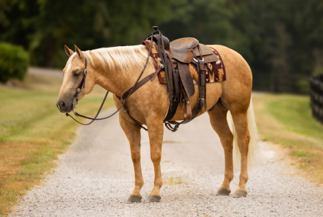 HorseID: 2302429 LATE NIGHT PEPTO - PhotoID: 1084650