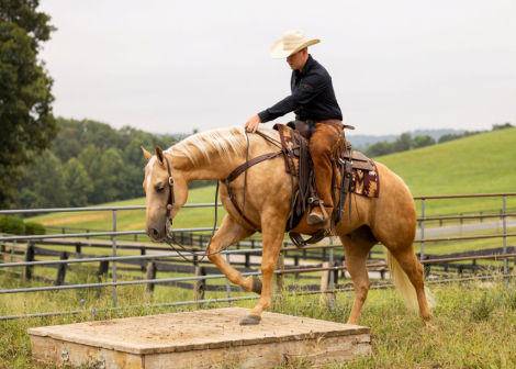 HorseID: 2302429 LATE NIGHT PEPTO - PhotoID: 1084651