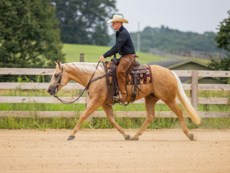 HorseID: 2302429 LATE NIGHT PEPTO - PhotoID: 1084652