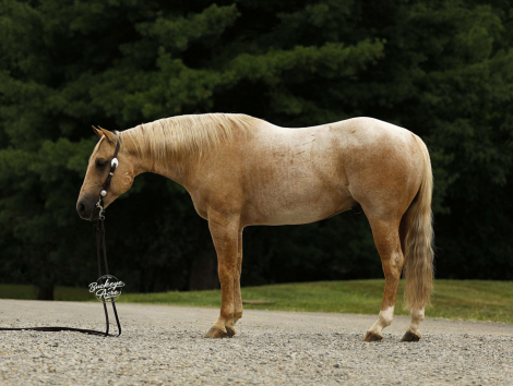 HorseID: 2302432 MTCUP YELLOW BADGER - PhotoID: 1084654