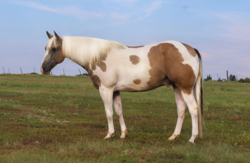 HorseID: 2302435 DIAMAN H OTSGOLD ZION - PhotoID: 1084658