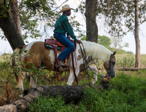 HorseID: 2302435 DIAMAN H OTSGOLD ZION - PhotoID: 1084659