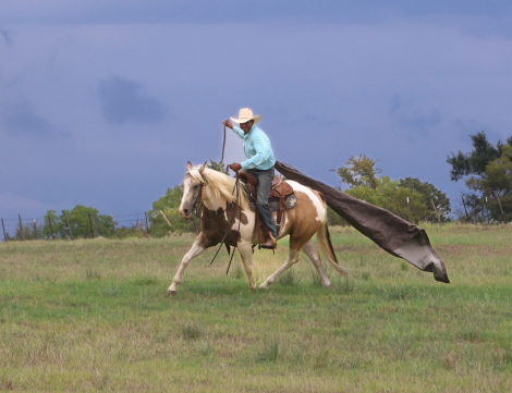 HorseID: 2302435 DIAMAN H OTSGOLD ZION - PhotoID: 1084660