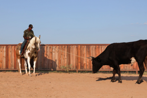 HorseID: 2302435 DIAMAN H OTSGOLD ZION - PhotoID: 1084661