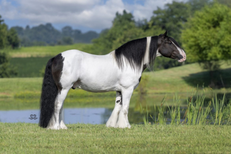 HorseID: 2302438 GHV JAMESON - PhotoID: 1084662