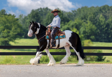 HorseID: 2302438 GHV JAMESON - PhotoID: 1084664