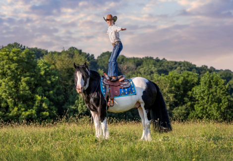 HorseID: 2302438 GHV JAMESON - PhotoID: 1084665