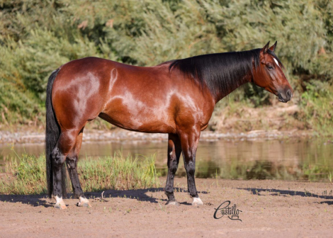 HorseID: 2302439 SPARKLING NITES - PhotoID: 1084666