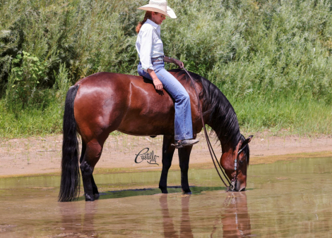 HorseID: 2302439 SPARKLING NITES - PhotoID: 1084669