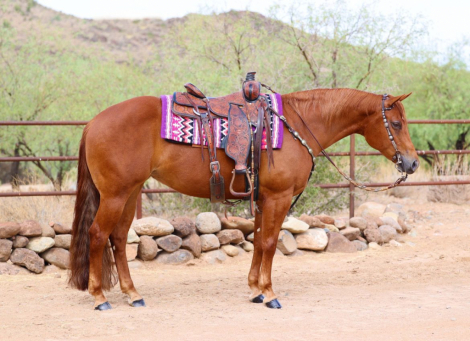 HorseID: 2302440 FOCUS ON THE BLUE - PhotoID: 1084670