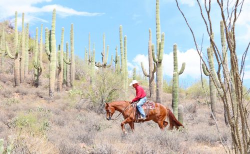 HorseID: 2302440 FOCUS ON THE BLUE - PhotoID: 1084672