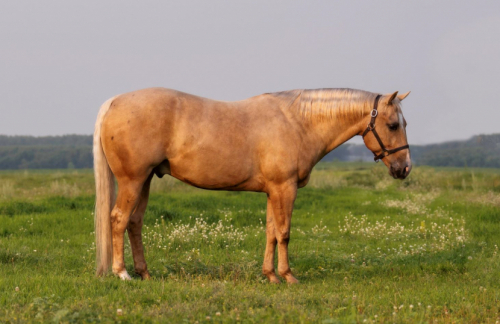 HorseID: 2302441 BS YELLOW SANNMAN - PhotoID: 1084674