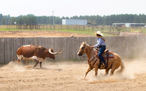 HorseID: 2302441 BS YELLOW SANNMAN - PhotoID: 1084675