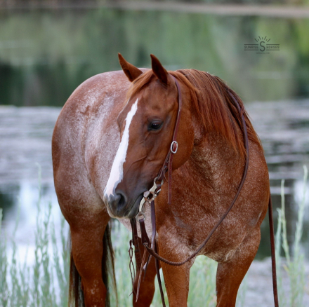 HorseID: 2302443 METALLIC BOOTS - PhotoID: 1084678