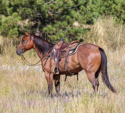 HorseID: 2302445 DUCKCREEK TRAIGO - PhotoID: 1084682