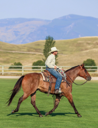 HorseID: 2302445 DUCKCREEK TRAIGO - PhotoID: 1084683