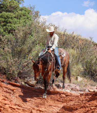 HorseID: 2302445 DUCKCREEK TRAIGO - PhotoID: 1084684