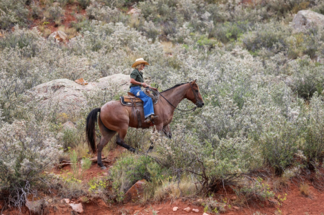 HorseID: 2302445 DUCKCREEK TRAIGO - PhotoID: 1084685