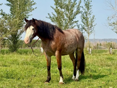 HorseID: 2302447 June Bug - PhotoID: 1084686